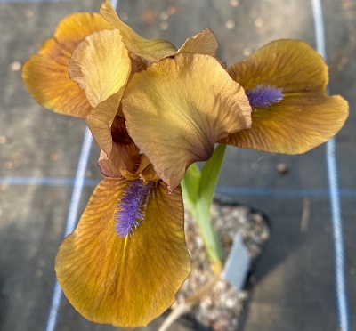 Iris 'Gingerbread Man'